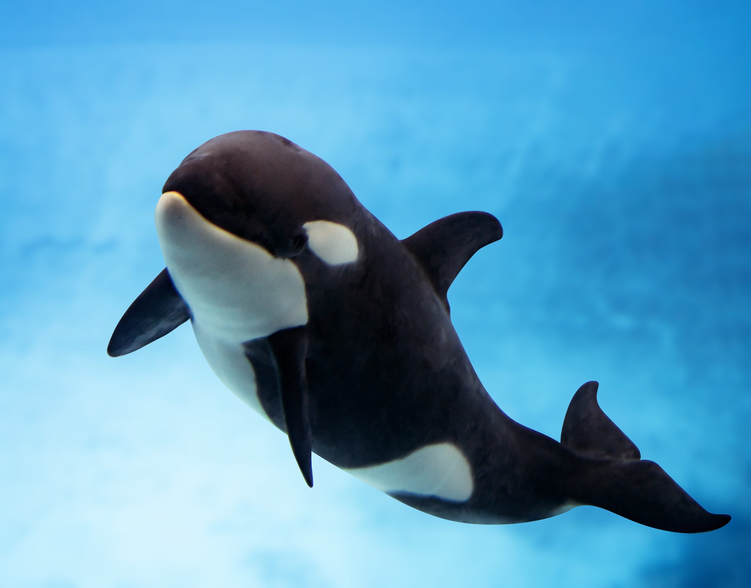 Loro Parque scaled