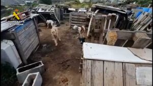 Gran Canaria-Südwest, La Aldea de San Nicolás: Schwerer Fall von Tierquälerei 7 Schwerer