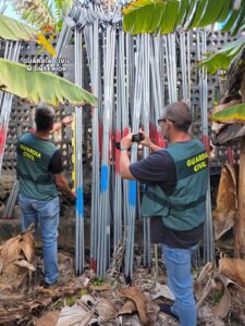 La Palma, Los Llanos de Aridane: Stangendieb von Bananenplantage gefasst 4 Stangendieb