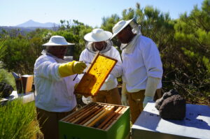 Teneriffa-Südwest, Santiago del Teide: Subventionen für die Landwirtschaft werden erhöht 15 Subvention