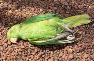 Teneriffa-Süd, Arona: Tote Vögel beunruhigen Anwohner 16 Tote