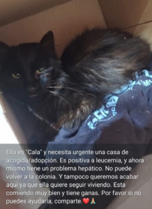 Teneriffa-Nordwest, Los Silos: Zuhause für Straßenkatze gesucht 11 Zuhause