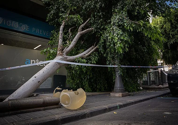 Gran Canaria-Nord, Las Palmas: Baum mitten auf die Straße gestürzt 1 Baum