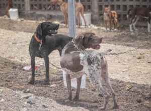 Teneriffa-Ost, El Rosario: Jagdhunde-Ausstellung in El Rosario 1 Jagdhunde