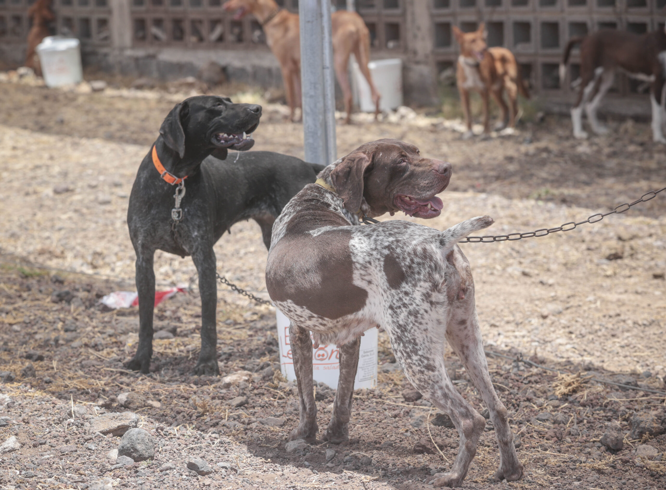 Jagdhunde scaled