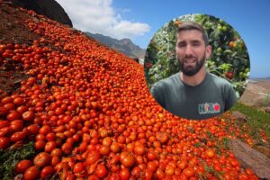 Kanarische Tomaten