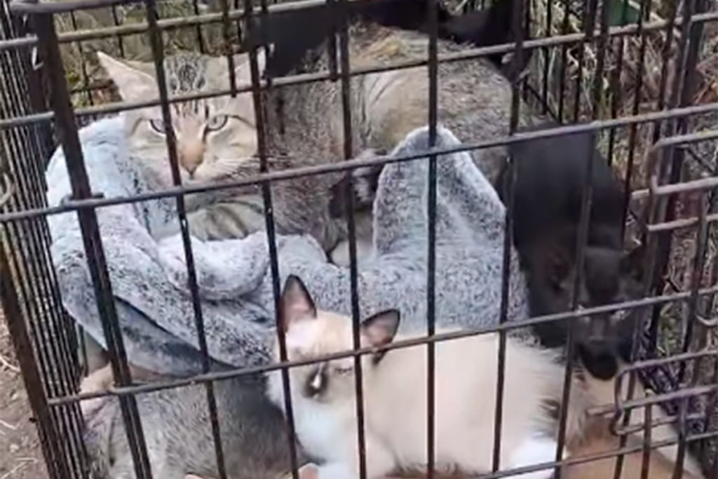 Katzen