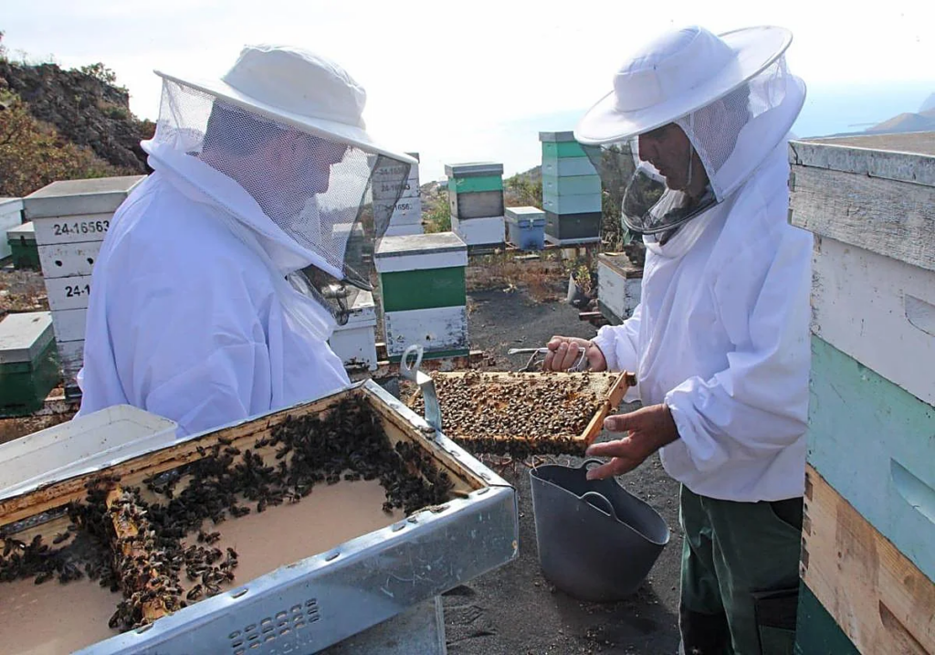 Lanzarote, Arrecife: Bienen von La Palma für Lanzarote 97 Bienen