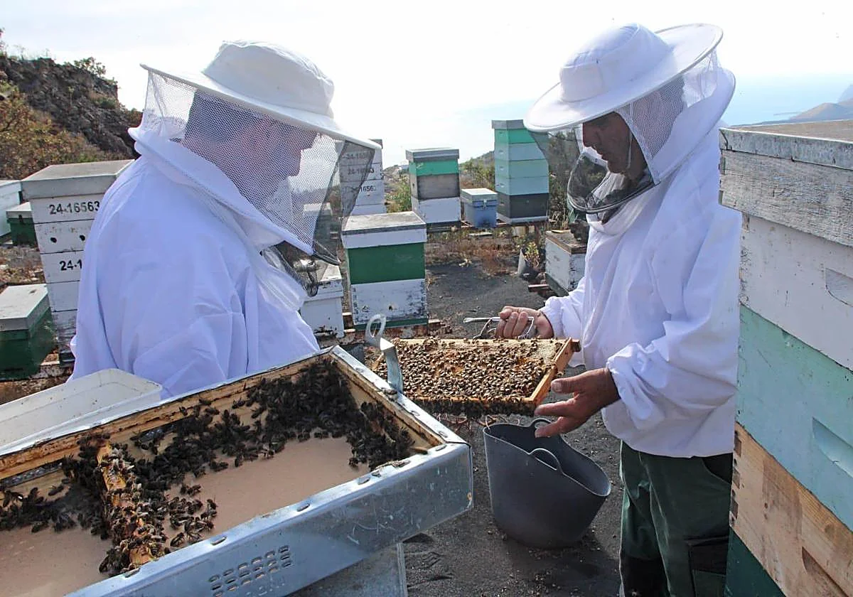 Bienen