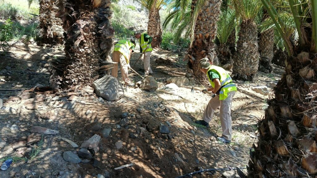Gran Canaria-Süd, Maspalomas: Die grünen „Heinzelmännchen“ 97 Die gruenen