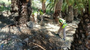 Gran Canaria-Süd, Maspalomas: Die grünen „Heinzelmännchen“ 3 Die gruenen