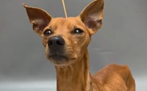 Teneriffa-Nord, La Laguna: Ruhiges Zuhause für Lucky gesucht 7 Ruhiges