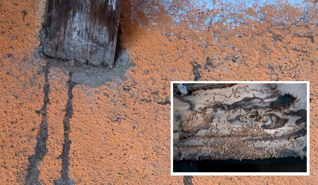 Teneriffa-Nord, Tacoronte: Termiten-Plage erreicht Wohnhaus 1 Termitenplage