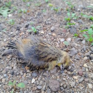 Vogelsterben