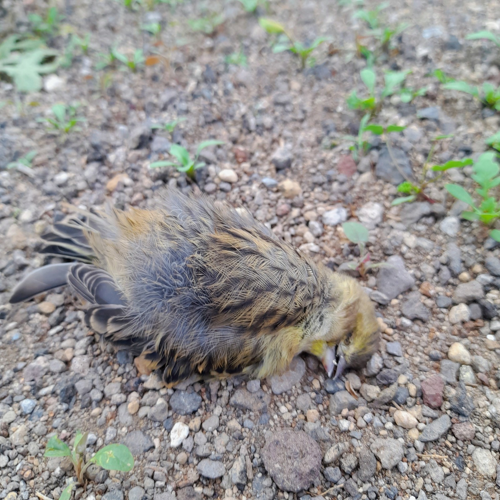 Teneriffa-Nordost, Santa Cruz: Vogelsterben an Schallschutzwänden 1 Vogelsterben