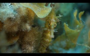Gran Canaria-Nord, Las Palmas: Schutz von Seepferdchen 5 schutz