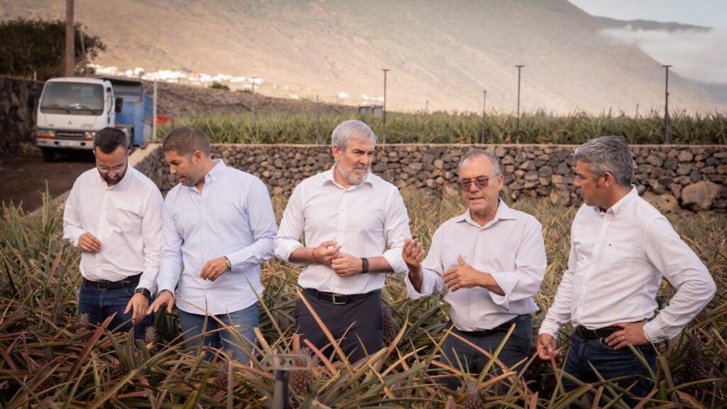 El Hierro, Valle de El Golfo: Clavijo unterstützt Ananas-Anbau 100 Clavijo