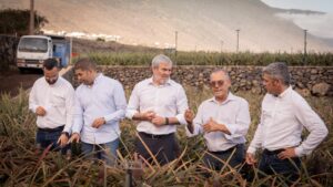 El Hierro, Valle de El Golfo: Clavijo unterstützt Ananas-Anbau 14 Clavijo
