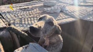 Teneriffa-Süd, Granadilla de Abona: Festnahme wegen Tierquälerei 15 Festnahme
