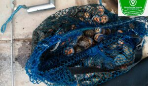 Teneriffa-Nordost, Santa Cruz: Fischwilderer gefasst 11 Fischwilderer