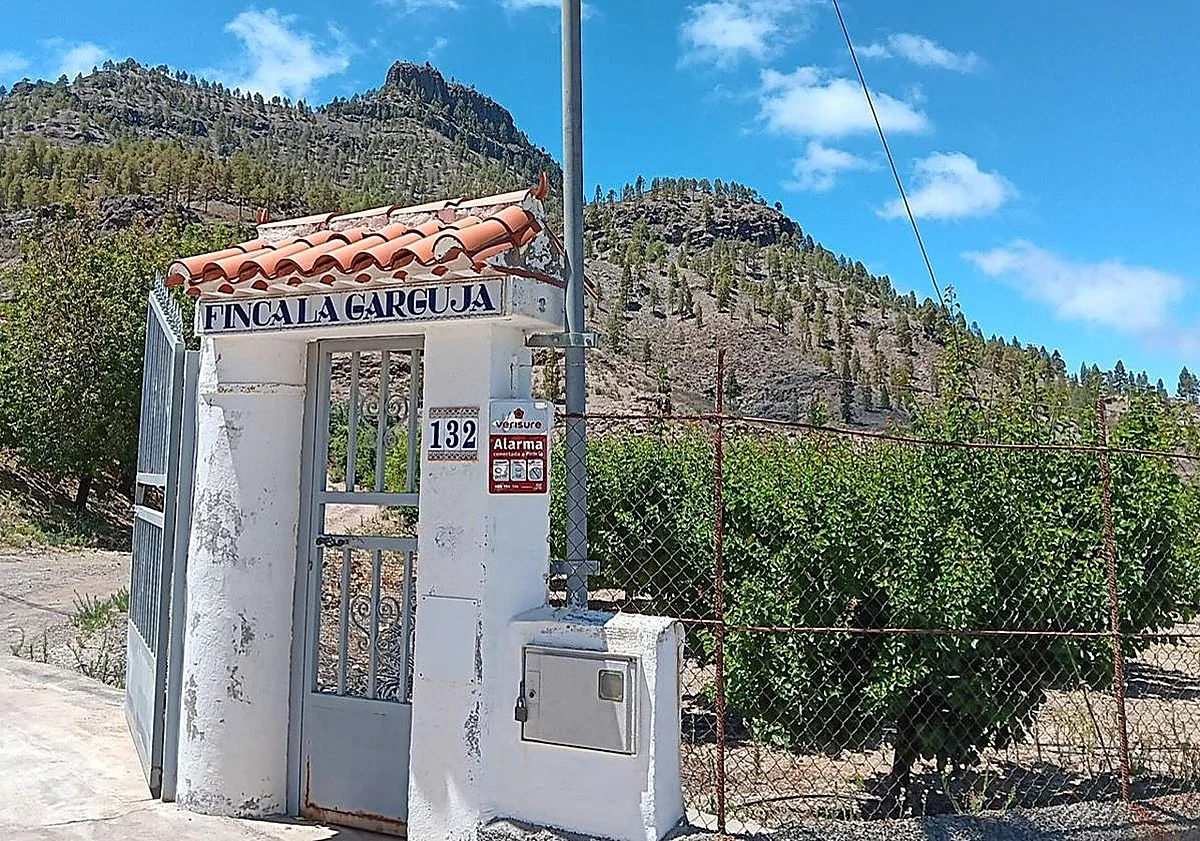 Gran Canaria-Süd, San Bartolomé de Tirajana: Gute Aprikosenernte in diesem Jahr 1 Gute