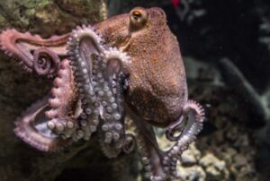 Gran Canaria-Nord, Las Palmas: Keine Pulpo-Farm auf den Kanaren 4 Keine