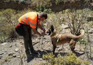 Gran Canaria-Nordost, Las Palmas: Neuer Schlangenrekord auf Gran Canaria 3 Neuer schlangen