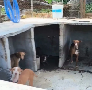 Gran Canaria-Ost, Telde: Tierquälerei auf einer Finca 2 Tierquaelerei