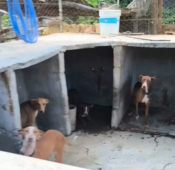 Gran Canaria-Ost, Telde: Tierquälerei auf einer Finca 5 Tierquaelerei
