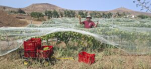 Fuerteventura, Puerto del Rosario: Weinlese auf Fuerteventura hat begonnen 18 Weinlese