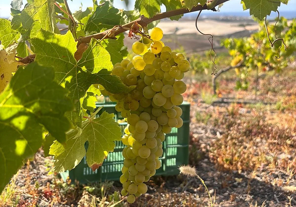 Weinlese