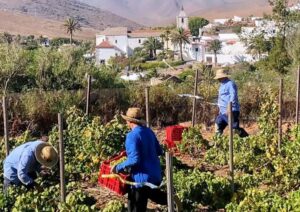La Palma, Betancuria: Beginn der Weinlese 9 Conatvs Weinlese 1