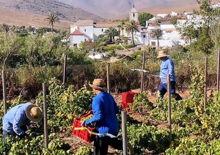 La Palma, Betancuria: Beginn der Weinlese 1 Conatvs Weinlese 1