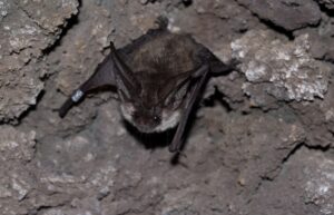 Teneriffa: Schutzprogramm für Fledermäuse 5 Fledermaus
