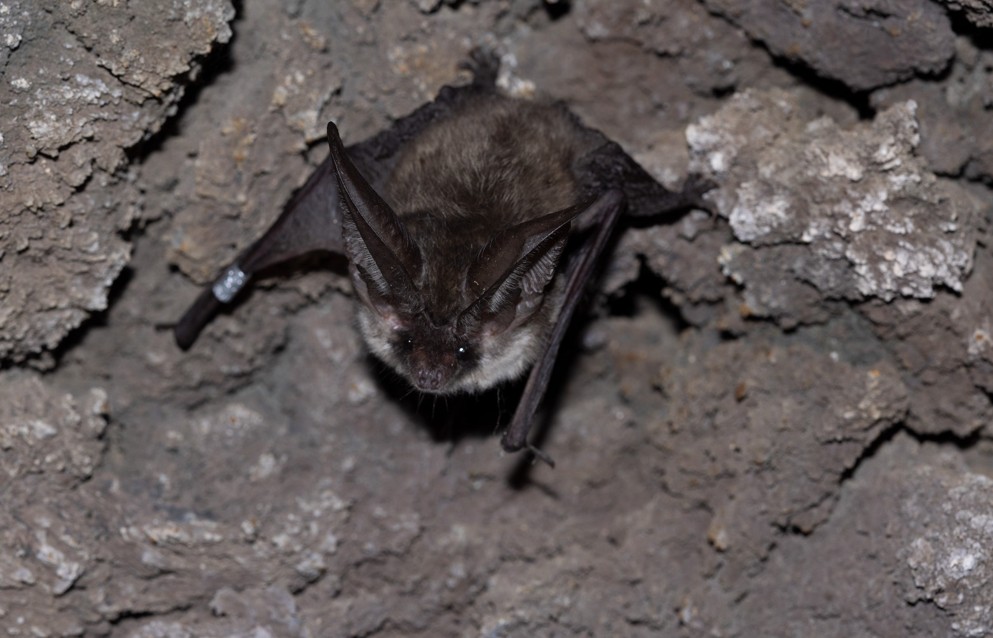 Teneriffa: Schutzprogramm für Fledermäuse 1 Fledermaus