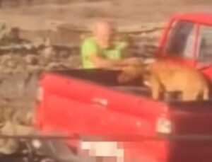 Lanzarote, Arrecife: Mann wegen Tiermisshandlung verhaftet 13 Hund geschlagen