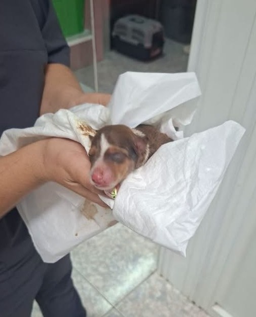 Teneriffa-Nord, Tacoronte: Nur ein Welpe überlebte 1 Hundebaby