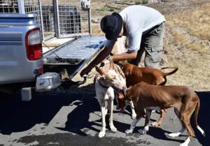 Gran Canaria-Nordost, Las Palmas: Jäger verlangen eine klare Jagdkarte 9 Jaeger