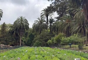 Gran Canaria-Nordost, Las Palmas: Galáctica, Gatsby, Cara und Búster 6 Kartoffeln Feld Anbau