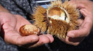 Teneriffa-Nord: Kastanien in Gefahr 8 Kastanien