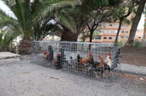 Gran Canaria-Nordost, Las Palmas: 700 Hähne, Hühner und Küken umgesiedelt 12 Las Palmas Huehner