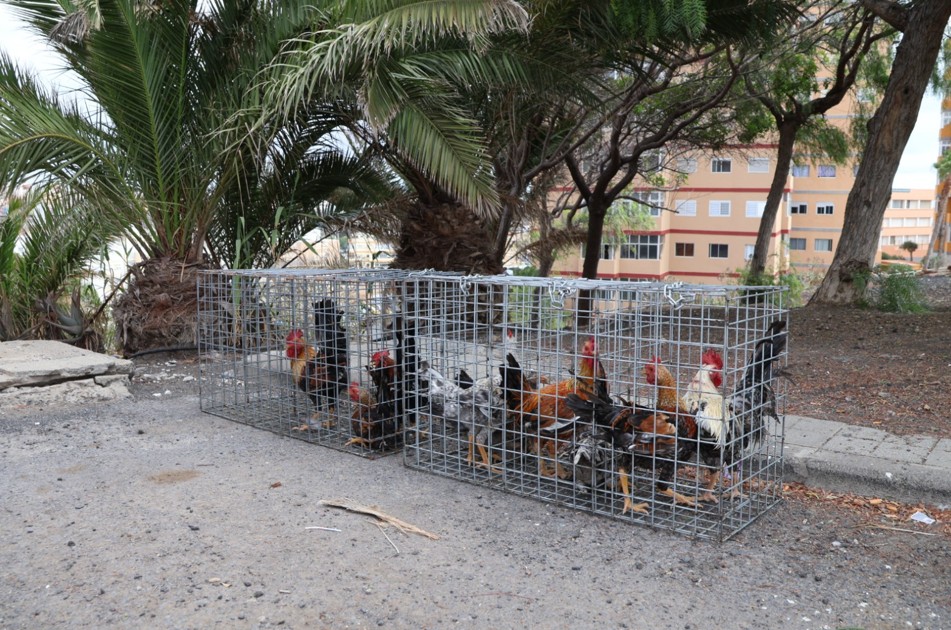 Gran Canaria-Nordost, Las Palmas: 700 Hähne, Hühner und Küken umgesiedelt 1 Las Palmas Huehner