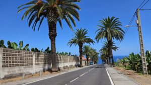 Teneriffa-Nord, La Orotava: Palmen sollen bleiben 13 Palmen El Rincon