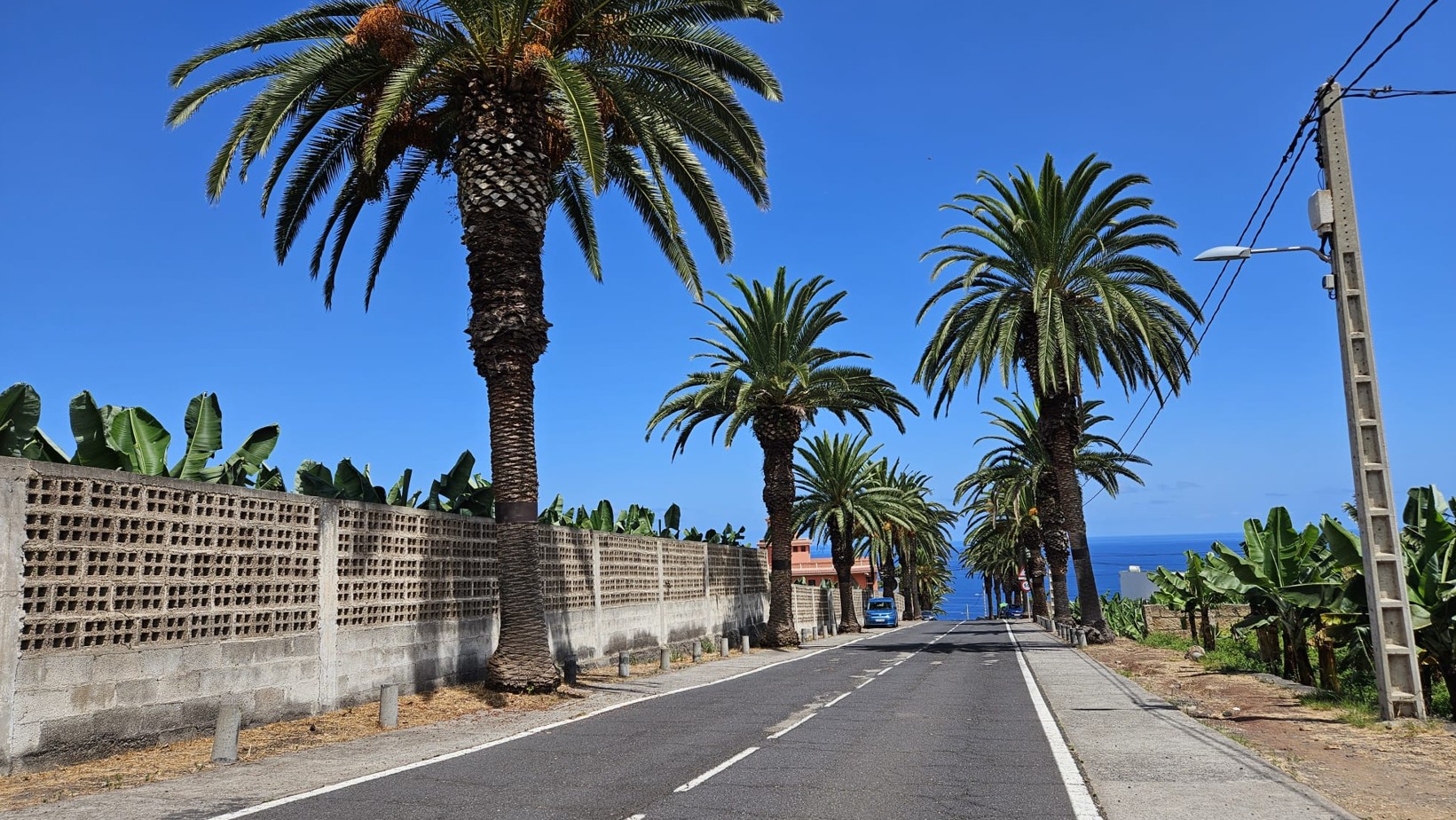 Teneriffa-Nord, La Orotava: Palmen sollen bleiben 1 Palmen El Rincon
