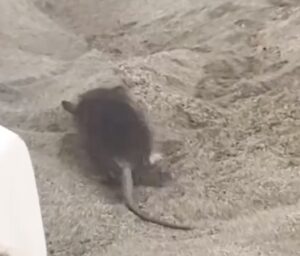 Ratte