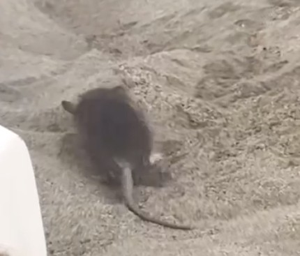 Ratte