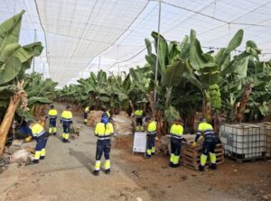 Gran Canaria-Nordwest, Gáldar: Säuberung von aufgegebenen Feldern und Gewächshäusern 11 Saeuberung bananera galdar