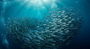 Kanarische Inseln: Weniger Quecksilber und Blei in kanarischen Makrelen und Sardinen 3 Sardinen