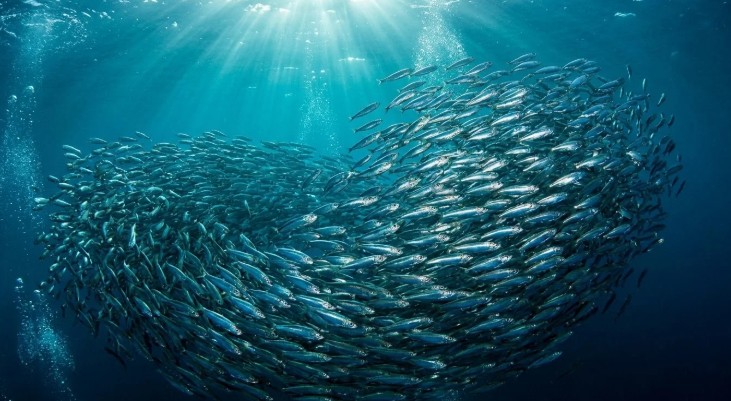 Sardinen