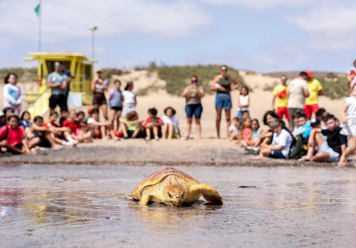 Fuerteventura, Puerto del Rosario: Ab in die Freiheit 1 Schildkroete frei